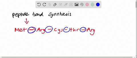 the-peptide-bond-synthesis-in-prokaryotic-translation-is-catalyzed-by-a-a-ribosomal-protein-b-a-cyto