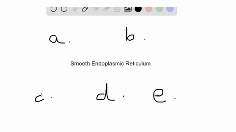 all-of-the-following-are-true-of-the-smooth-endoplasmic-reticulum-except-a-it-connects-the-rough-end