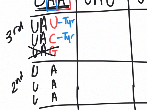 how-many-codons-can-mutate-to-become-nonsense-codons-through-a-single-base-change-which-amino-acids