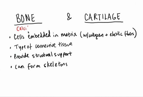 what-are-the-similarities-between-cartilage-and-bone