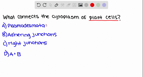 _______-connect-the-cytoplasm-of-plant-cells-a-plasmodesmata-b-adhering-junctions-c-tight-junction-2