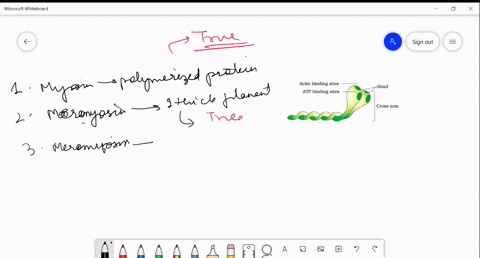 select-the-total-number-of-true-statements-from-the-following-1-each-myosin-thick-filament-is-also-a