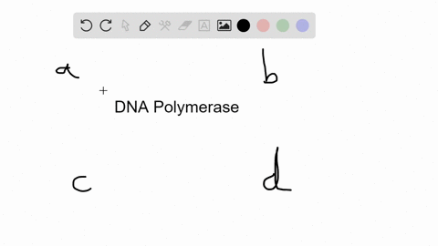 dna-polymerase-adds-nucleotides-to-a-double-stranded-dna-b-single-stranded-dna-c-double-stranded-rna