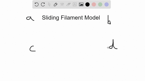 the-sliding-filament-mechanism-describes-the-process-during-which-a-actin-and-myosin-slide-relative-