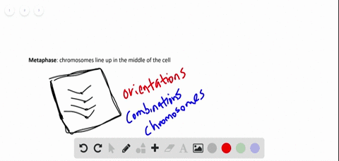 briefly-describe-how-three-different-processes-that-occur-during-a-sexual-life-cycle-increase-the--2
