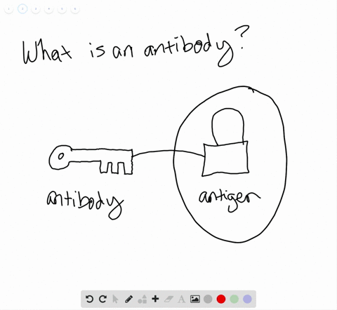 which-type-of-immune-cell-produces-antibodies-a-t-lymphocytes-b-b-lymphocytes-c-macrophages-d-antibo