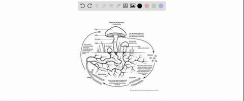 spores-released-from-a-mushrooms-gills-are-_____________-a-diploid-b-haploid-c-dikaryotic