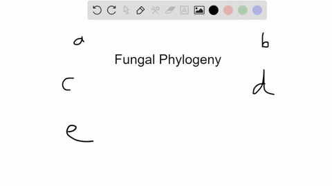 which-of-the-following-statements-does-not-reflect-current-understanding-of-phylogenetic-relations-2
