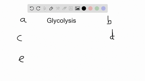 what-is-the-end-product-of-glycolysis-a-glucose-b-citrate-c-oxaloacetate-d-alpha-ketoglutarate-e-pyr