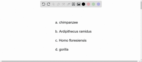 which-is-the-closest-living-relative-of-humans-a-chimpanzee-c-homo-floresiensis-b-ardipithecus-ramid
