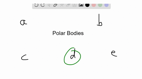 polar-bodies-are-produced-during-a-dna-replication-b-mitosis-c-spermatogencsis-d-oogenesis-e-none-of