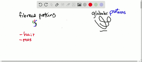 what-uses-do-fibrous-and-globular-proteins-have-in-the-body-describe-the-general-shape-of-these-type