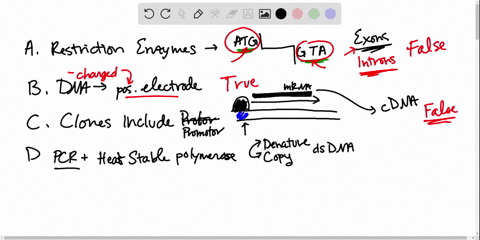 which-of-the-following-statements-are-correct-explain-your-answers-a-restriction-nucleases-cut-dna-a