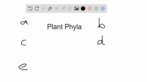 which-is-the-correct-matching-of-phylum-and-plant-group-a-hepatophyta-liverworts-b-anthocerophyta-mo