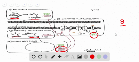 which-of-the-following-best-describes-how-the-citric-acid-cycle-relates-to-glycolysis-oxidative-phos