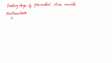 the-feeding-stage-of-plasmodial-slime-molds-is-a-multinucleate-a-plasmodium-b-pseudoplasmodium-c-pse