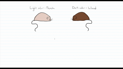 based-on-the-results-of-the-mouse-coloration-case-study-suggest-another-hypothesis-researchers-mig-2