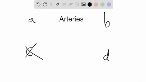 arteries-differ-from-veins-in-their-thicker-__________-and-__________-a-squamous-epithelium-outer-la