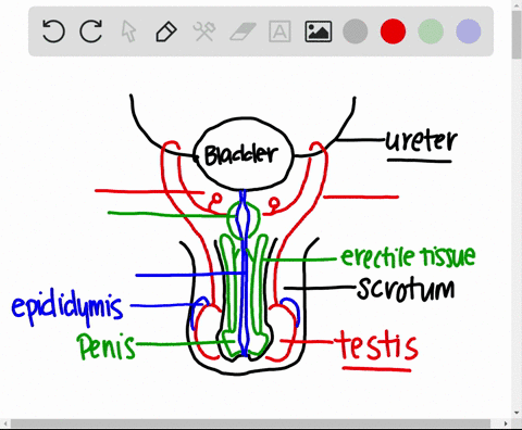 what-part-of-the-male-urogenital-tract-is-shared-by-the-urinary-and-reproductive-systems-a-the-prost