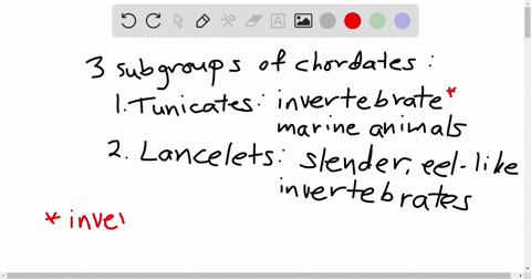 which-of-the-following-are-chordates-a-fishes-b-humans-c-frogs-d-all-of-the-above-are-chordates-e-on
