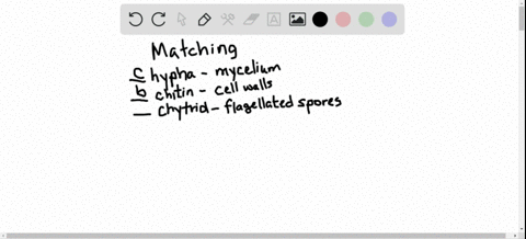 match-the-terms-appropriately-text-hypha-quad-quadquadquadquad-text-a-produces-flagellated-spores-te