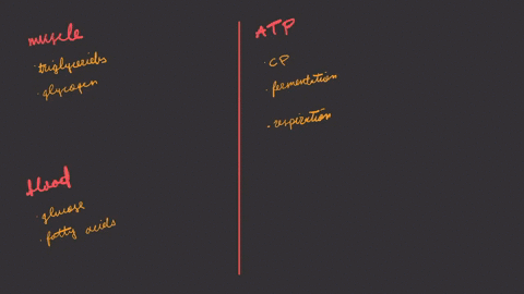 what-are-the-four-possible-energy-sources-for-a-muscle-and-the-three-sources-of-atp-for-muscle-contr