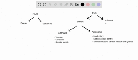 compare-and-contrast-the-somatic-and-autonomic-components-of-the-pns