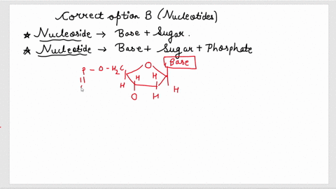 what-are-the-building-blocks-of-nucleic-acids-a-nitrogenous-bases-b-nucleotides-c-peptides-d-sugars