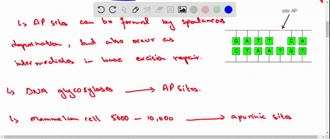 what-are-ap-sites-which-enzyme-creates-them-2