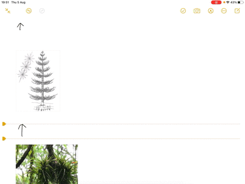 plants-probably-descended-from-a-group-of-green-algae-called-a-rhyniophytes-b-calamites-c-epiphyte-5