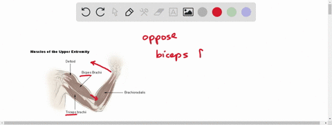 skeletal-muscle-can-only-__________-bones-a-pull-on-b-push-against-c-exert-force-on