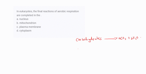 in-eukaryotes-the-final-reactions-of-aerobic-respiration-are-completed-in-the-a-nucleus-b-mitochondr