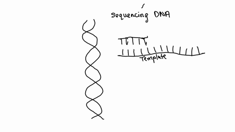 which-of-the-enzymes-from-the-following-list-would-you-need-to-sequence-dna-what-is-the-function-of-