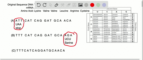 a-protein-encoding-region-of-a-gene-has-the-following-dna-sequence-t-t-t-c-a-t-c-a-g-g-a-t-g-c-a-a-c