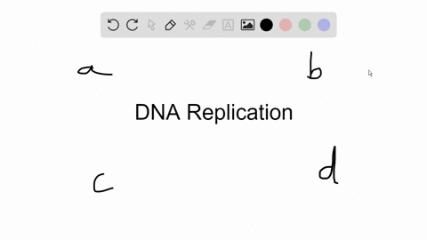 dna replication animation gif