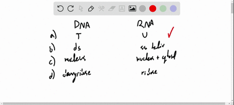 which-of-these-associations-does-not-correctly-compare-dna-and-rna-dna-a-contains-the-base-thymine-c