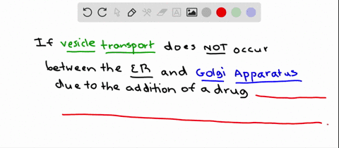 vesicle-transport-occurs-between-the-er-and-the-golgi-in-both-directions-lets-suppose-a-researcher-a