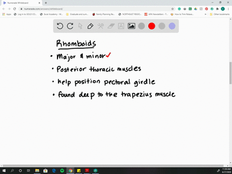the-rhomboid-major-and-minor-muscles-are-deep-to-the-_______________-a-rectus-abdominis-b-scalene-mu
