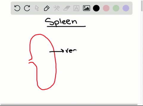 which-of-the-following-is-a-function-of-the-spleen-a-produces-t-cells-b-removes-worn-out-red-blood-c