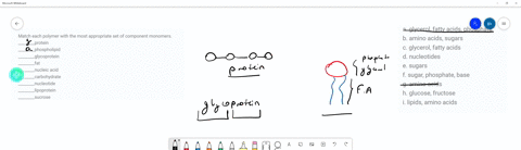 match-each-polymer-with-the-most-appropriate-set-of-component-monomers-________protein-________phosp