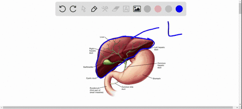 the-role-of-the-liver-in-digestion-is-to-a-synthesize-aminopeptidase-and-dipeptidase-to-digest-pol-2