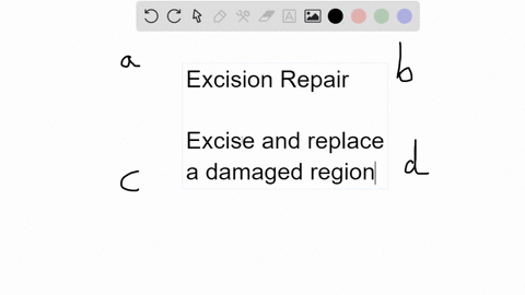 which-of-the-following-is-an-enzyme-involved-in-excision-repair-a-photolyase-c-endonuclease-b-dna-po