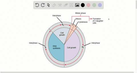 which-of-the-following-phases-is-characterized-by-preparation-for-dna-synthesis-a-g_0-b-g_1-c-g_2-d-