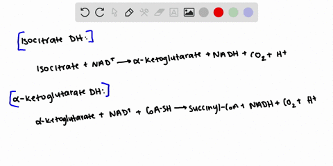 what-type-of-reaction-is-catalyzed-by-isocitrate-dehydrogenase-and-alpha-ketoglutarate-dehydrogena-2