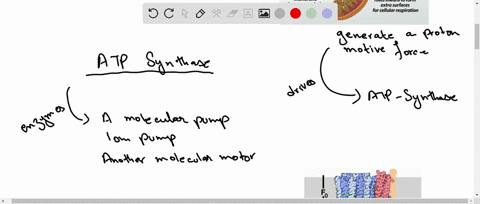 why-is-mitochondrial-atpase-considered-a-motor-protein-2