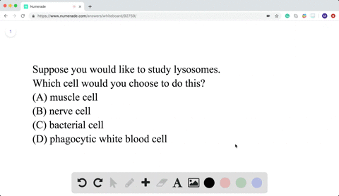 which-cell-would-be-best-for-studying-lysosomes-beginequationbeginarraylltext-a-muscle-cell-text-c-b