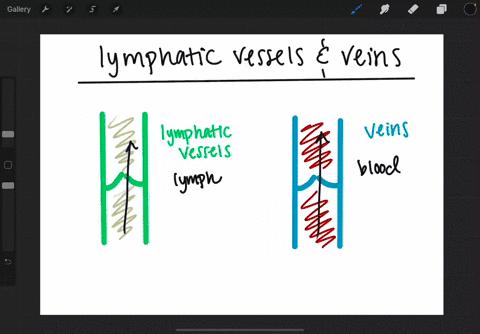 how-are-lymphatic-vessels-like-veins-a-both-have-nodes-where-they-join-together-into-larger-common-2