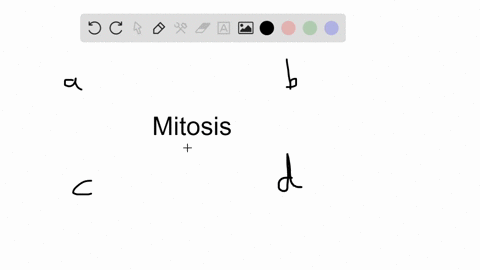 mitosis-and-cytoplasmic-division-function-in-__________-a-asexual-reproduction-of-single-celled-euka