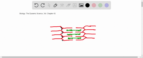 in-muscle-fiber-in-a-completely-relaxed-state-a-sarcomeres-are-regions-between-two-h-zones-b-discs-o