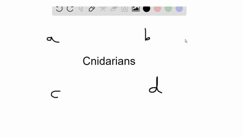 which-of-the-following-characteristics-does-not-apply-to-cnidarians-a-diploblastic-b-possess-a-gastr